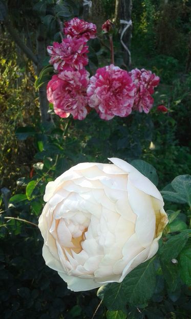  - Asa arata acum in luna septembrie