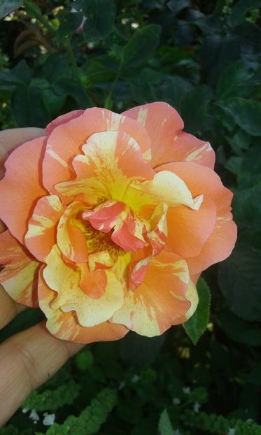  - Asa arata acum in luna septembrie