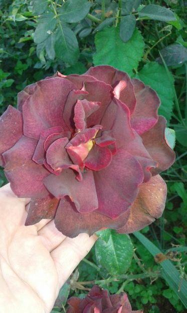  - Asa arata acum in luna septembrie