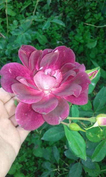  - Asa arata acum in luna septembrie