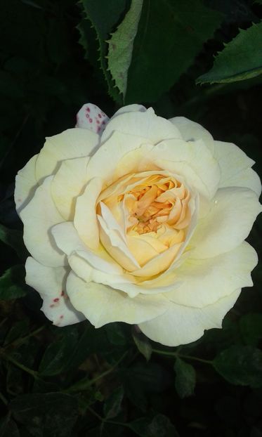  - Asa arata acum in luna septembrie