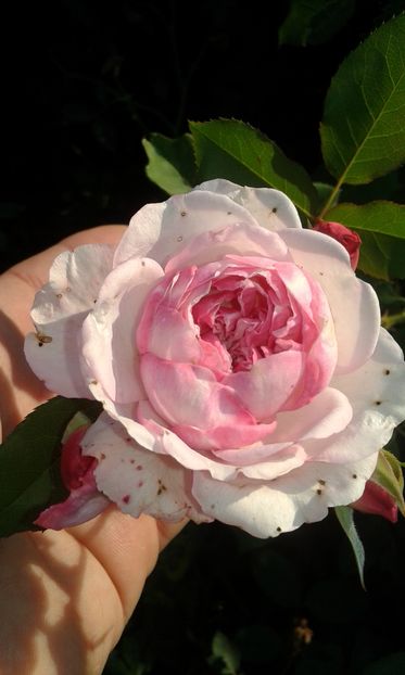  - Asa arata acum in luna septembrie