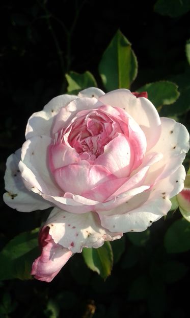  - Asa arata acum in luna septembrie