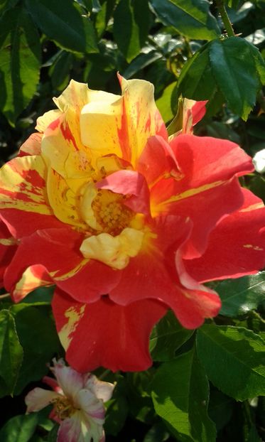  - Asa arata acum in luna septembrie