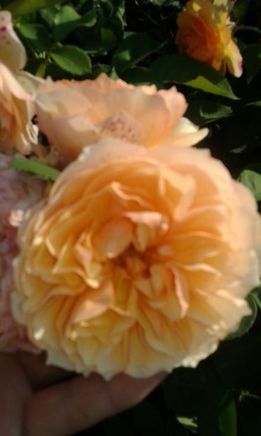  - Asa arata acum in luna septembrie