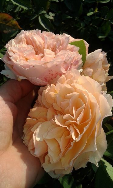  - Asa arata acum in luna septembrie