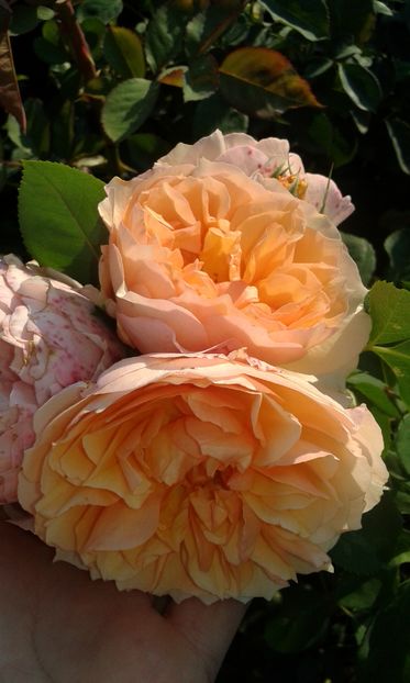  - Asa arata acum in luna septembrie