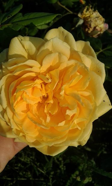  - Asa arata acum in luna septembrie