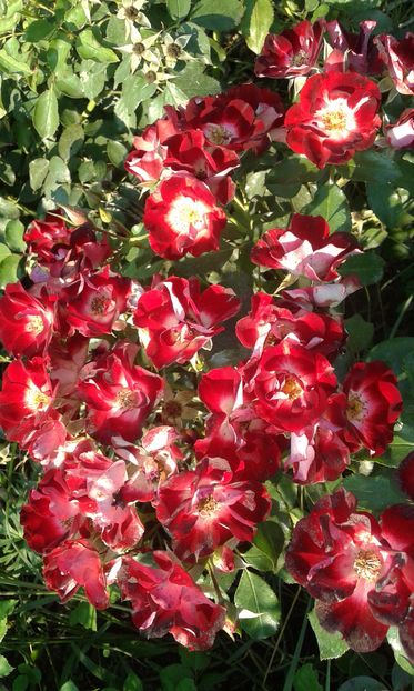  - Asa arata acum in luna septembrie