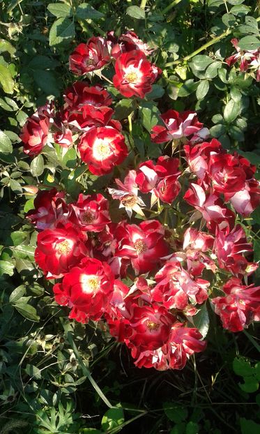  - Asa arata acum in luna septembrie