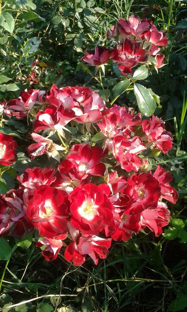  - Asa arata acum in luna septembrie