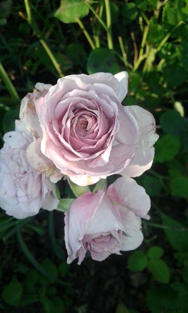  - Asa arata acum in luna septembrie