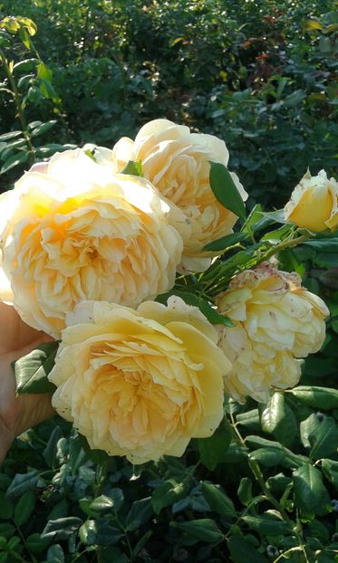  - Asa arata acum in luna septembrie