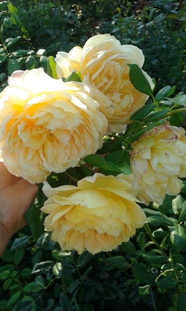  - Asa arata acum in luna septembrie