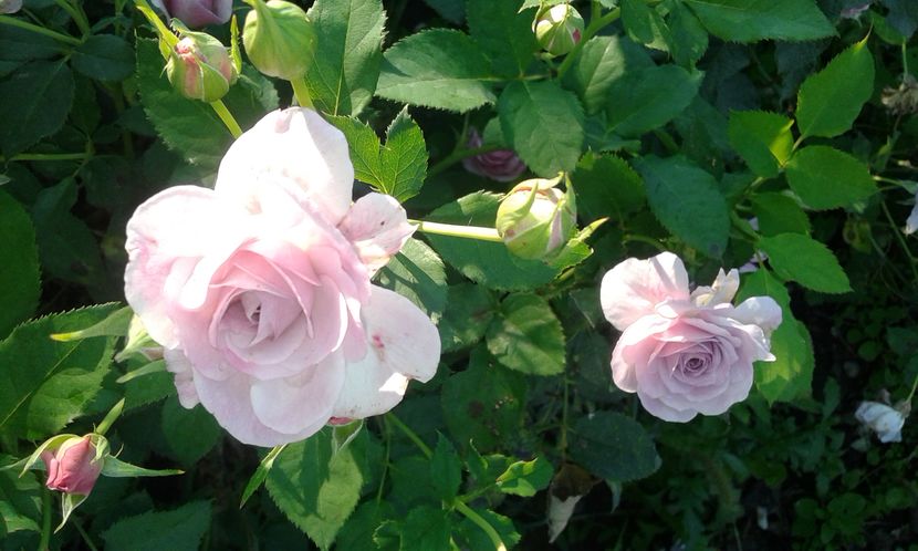  - Asa arata acum in luna septembrie