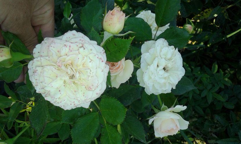  - Asa arata acum in luna septembrie