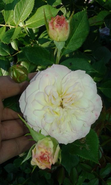  - Asa arata acum in luna septembrie