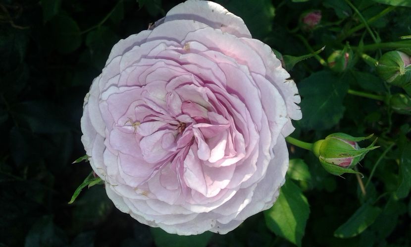  - Asa arata acum in luna septembrie