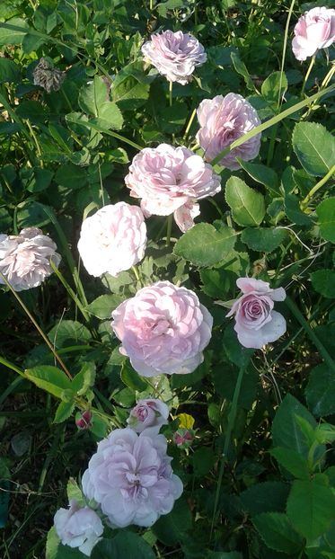  - Asa arata acum in luna septembrie