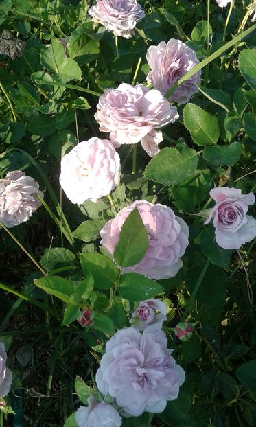  - Asa arata acum in luna septembrie