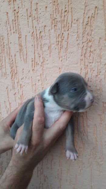 12 ZILE - DE VANZARE PITBULL KHALEESI tricolor blue femela expirat