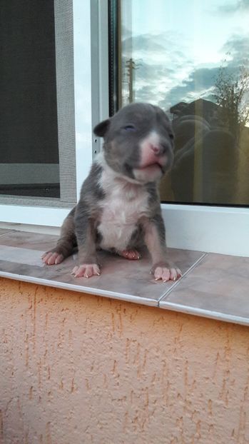  - DE VANZARE PITBULL KHALEESI tricolor blue femela expirat