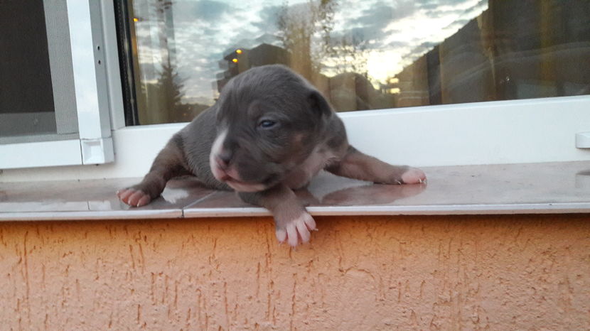  - DE VANZARE PITBULL KHALEESI tricolor blue femela expirat