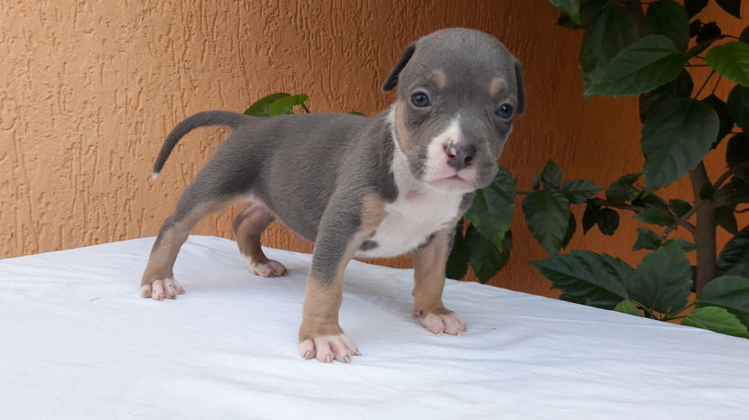 4 SAPTAMANI - DE VANZARE PITBULL KHALEESI tricolor blue femela expirat