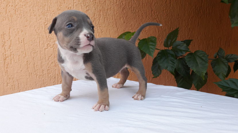  - DE VANZARE PITBULL KHALEESI tricolor blue femela expirat