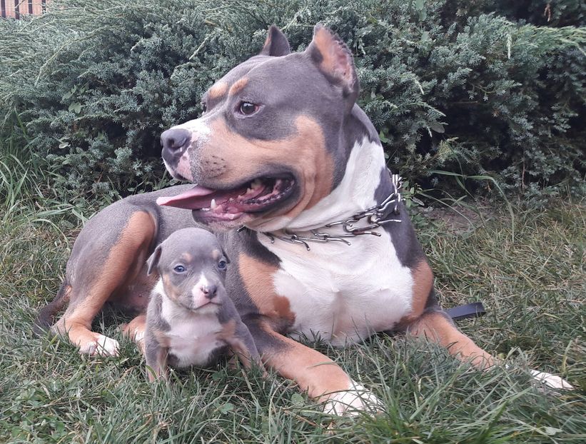 IDEM - DE VANZARE PITBULL KHALEESI tricolor blue femela expirat