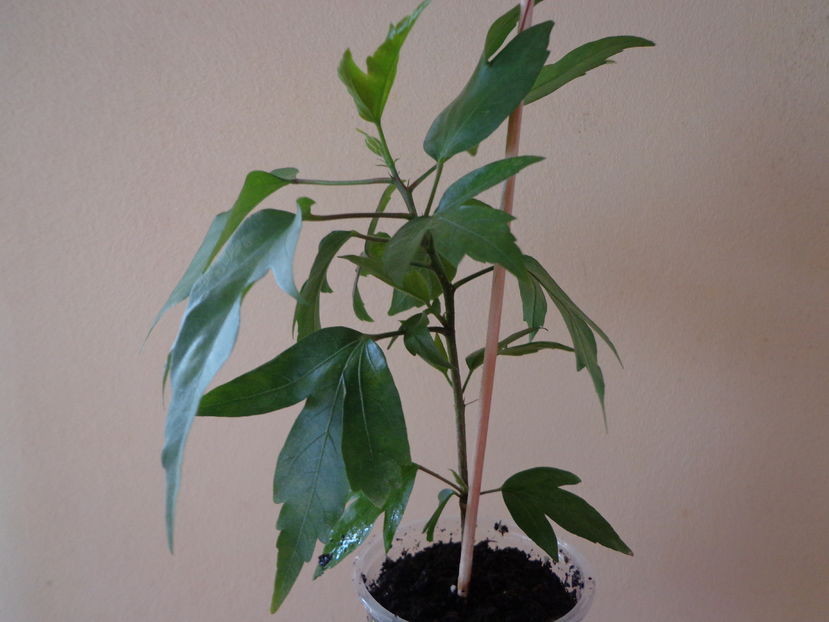 Cuban variety rez M - Temporar