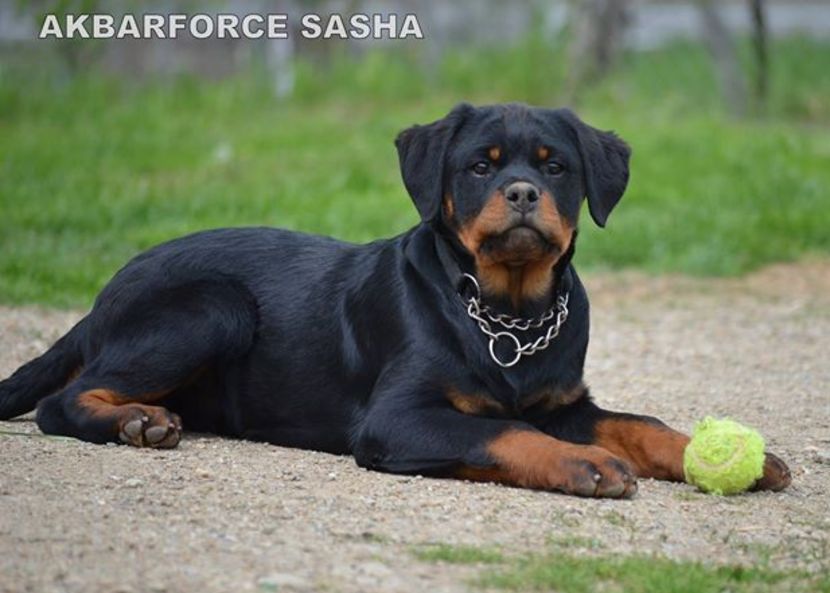 Akbarforce Sasha (5) - Akbarforce Sasha