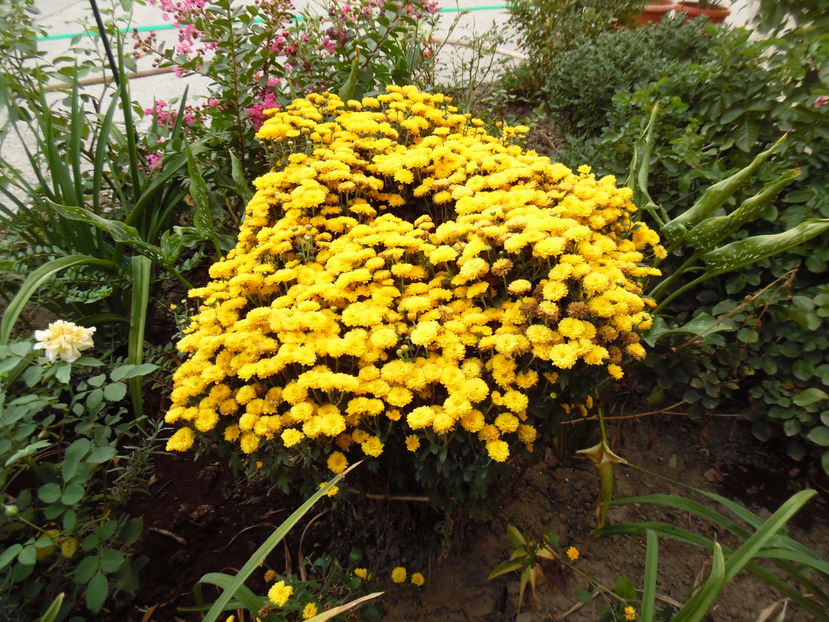  - 2016 Toamna in gradina 2016