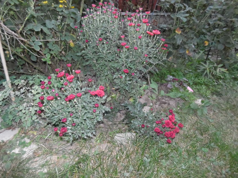  - 2016 Toamna in gradina 2016
