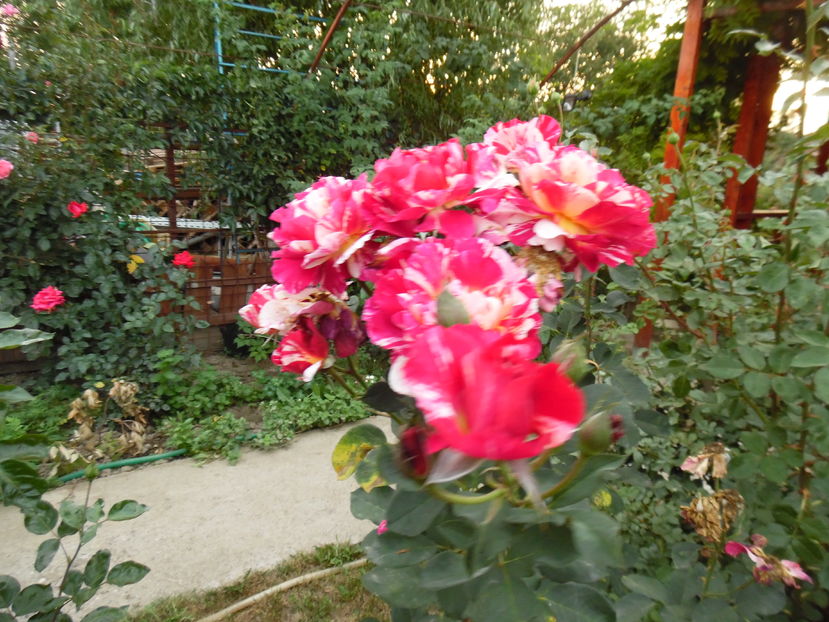  - 2016 Toamna in gradina 2016
