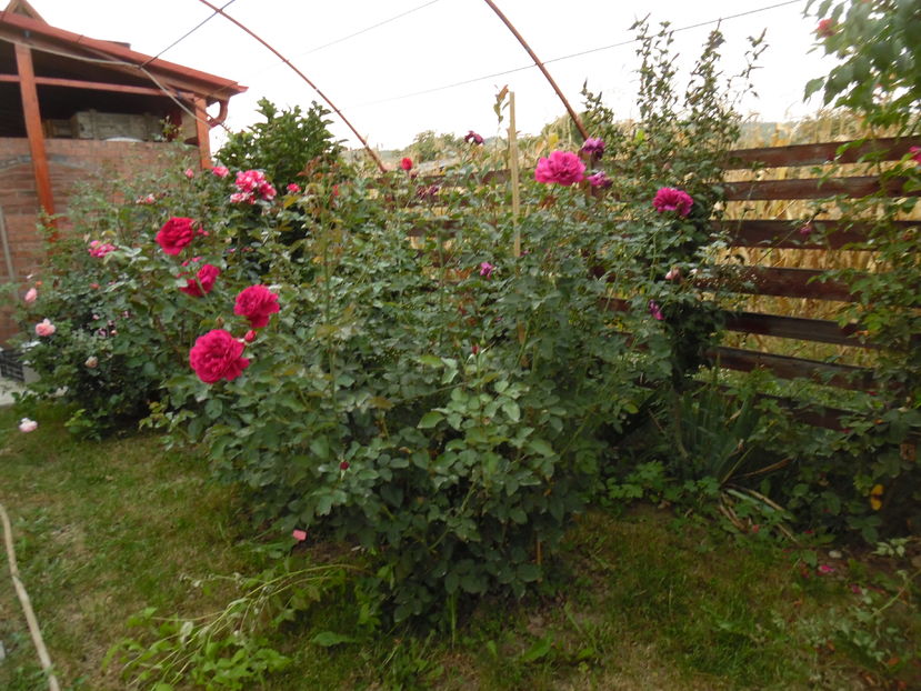  - 2016 Toamna in gradina 2016