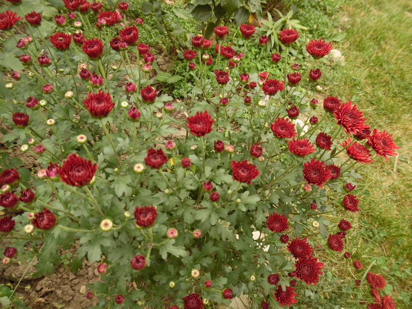  - 2016 Toamna in gradina 2016
