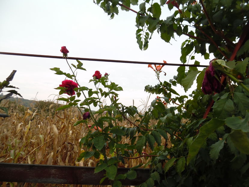  - 2016 Toamna in gradina 2016