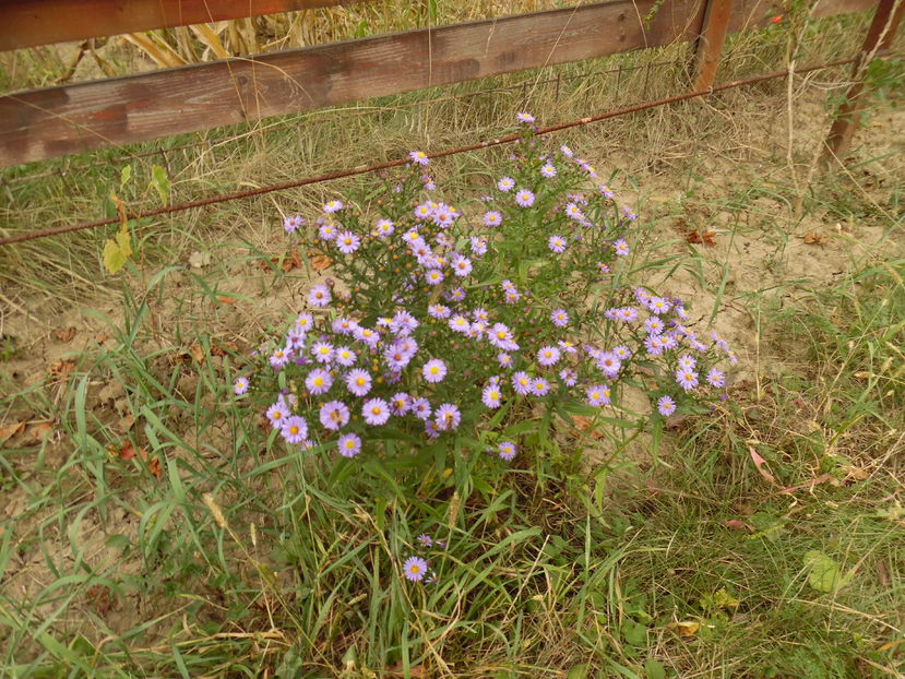  - 2016 Toamna in gradina 2016