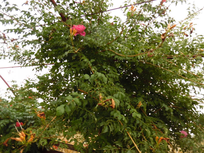  - 2016 Toamna in gradina 2016
