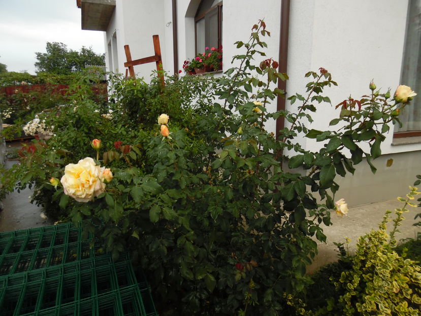  - 2016 Toamna in gradina 2016