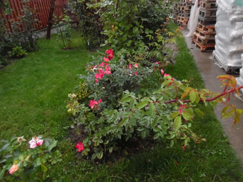  - 2016 Toamna in gradina 2016