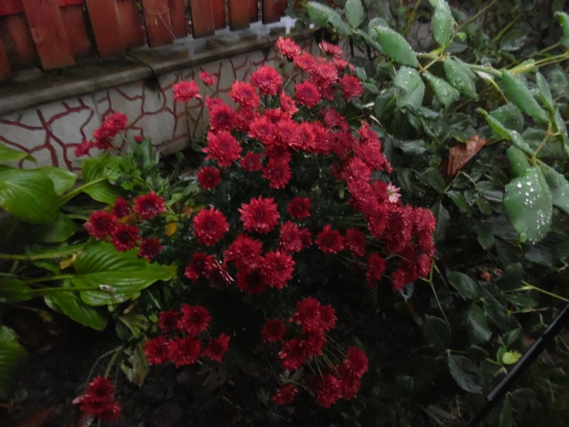  - 2016 Toamna in gradina 2016