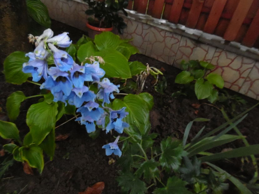  - 2016 Toamna in gradina 2016