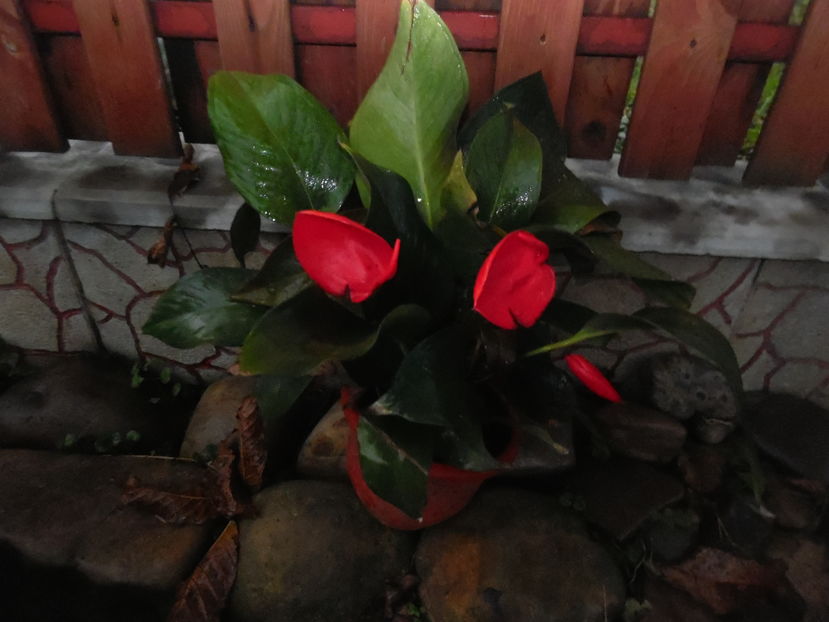  - 2016 Toamna in gradina 2016