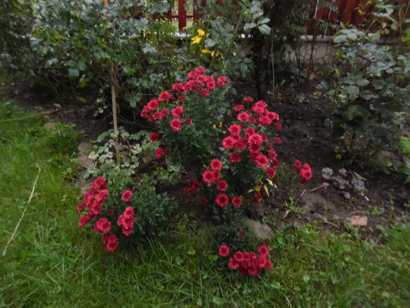  - 2016 Toamna in gradina 2016