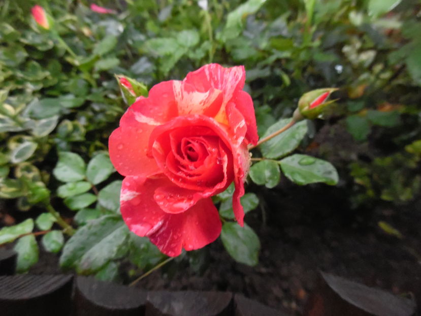  - 2016 Toamna in gradina 2016