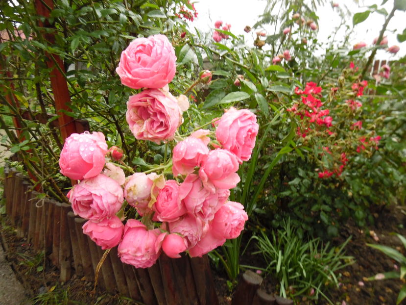  - 2016 Toamna in gradina 2016