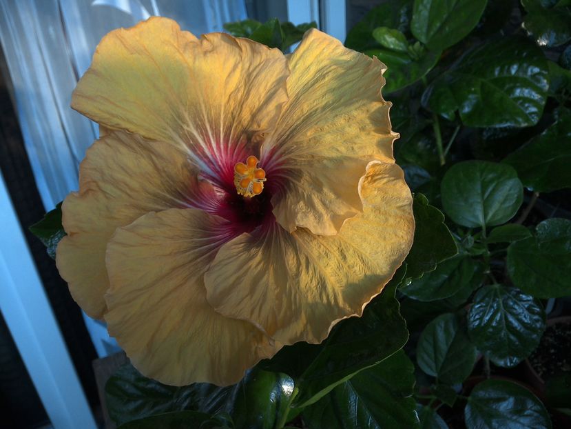 Tah Dark Congo ..floare de seara