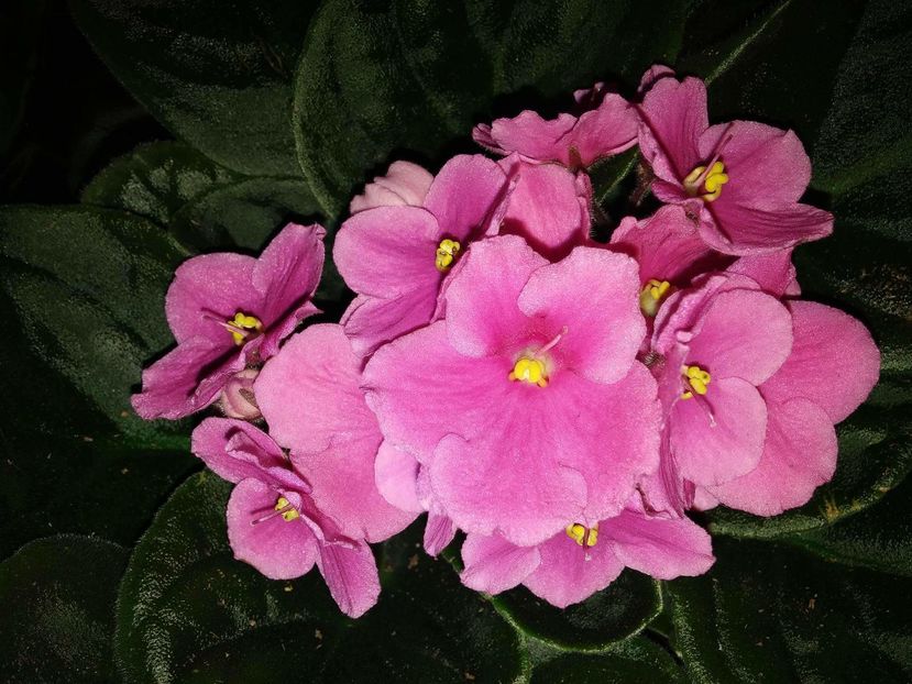 received_1482229268460860